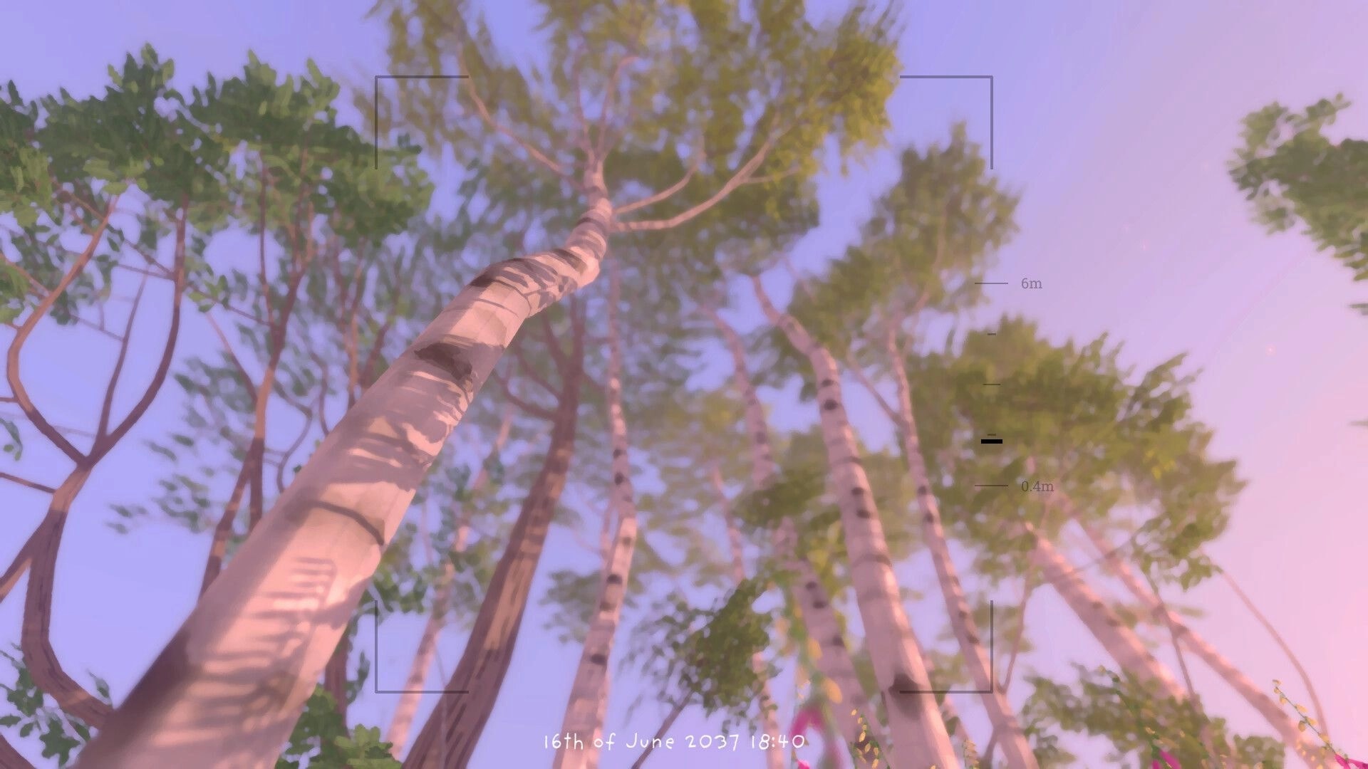 Grow Wild: Upward view of birch treetops with photo frame UI and distance markers in forest sky.