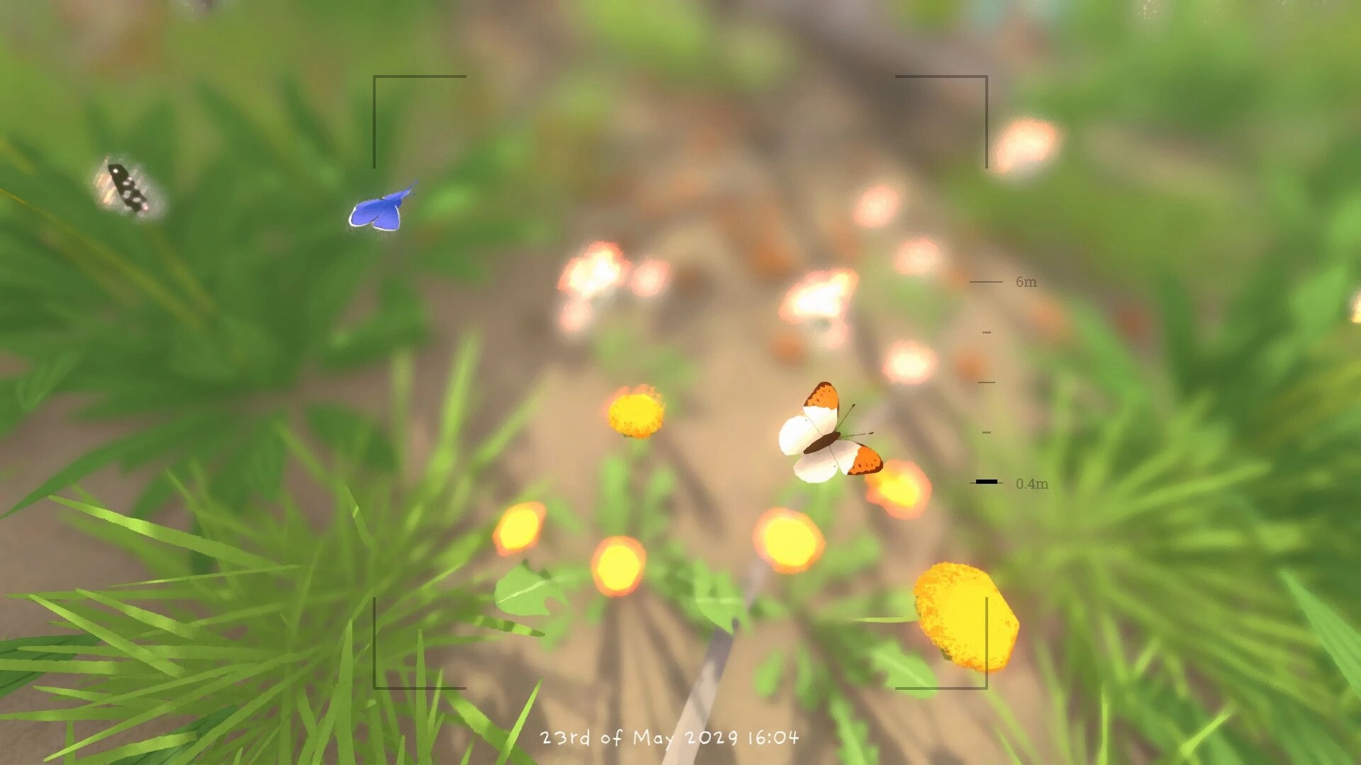 Grow Wild: Camera view tracking butterflies over wildflowers and grass, with distance scale UI overlay.