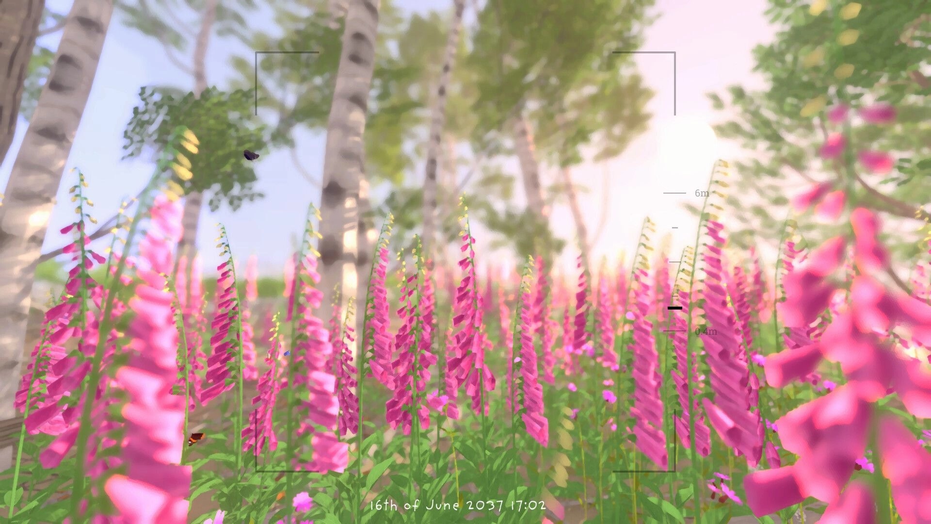 Grow Wild: Photo mode view of pink foxglove flowers in a birch forest with focus brackets UI.
