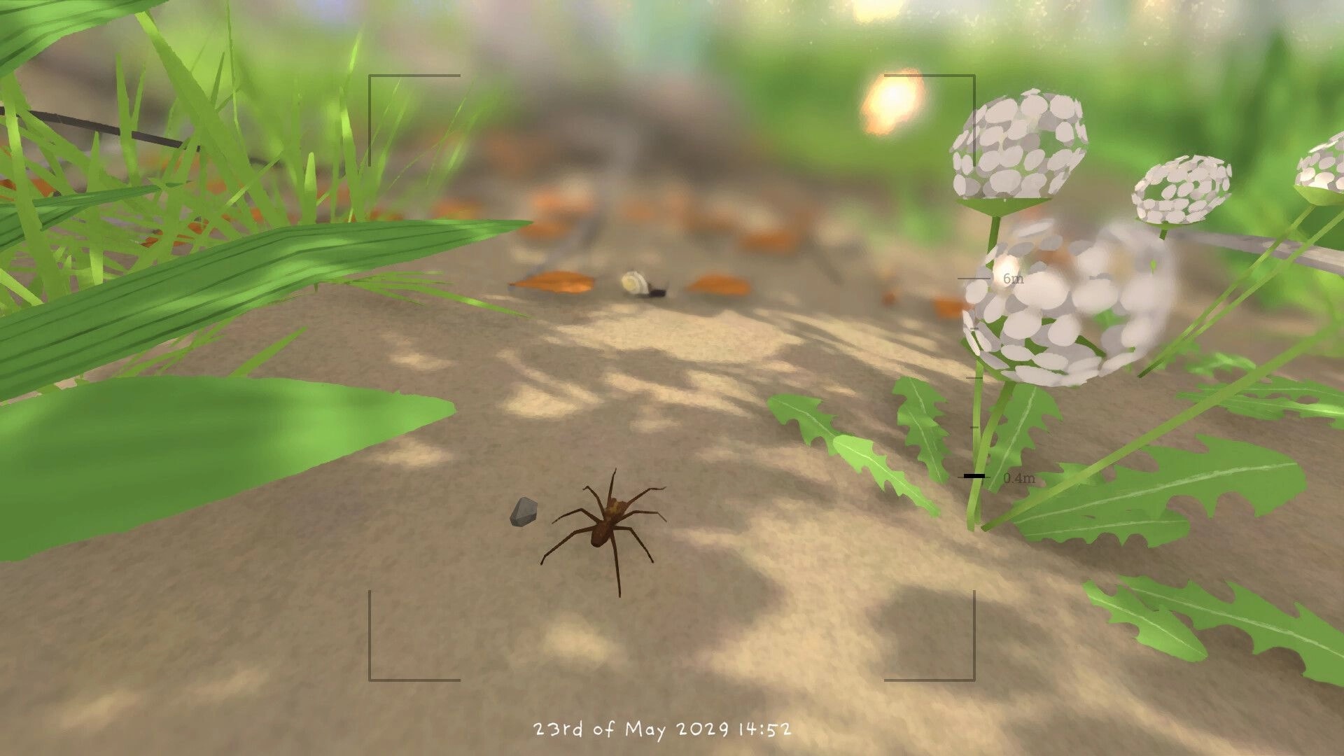 Grow Wild: Camera view targeting a spider on sandy ground beside dandelions and grass, date HUD.