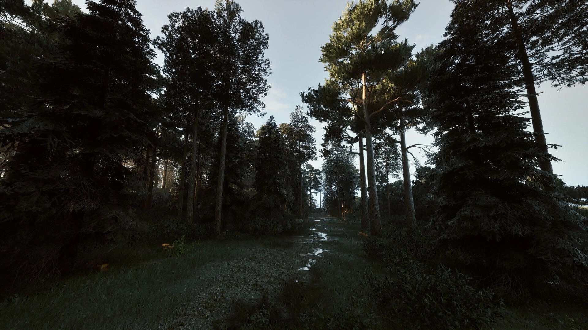 Among the Trolls: Dense Finnish forest path surrounded by tall trees and dappled sunlight filtering through.