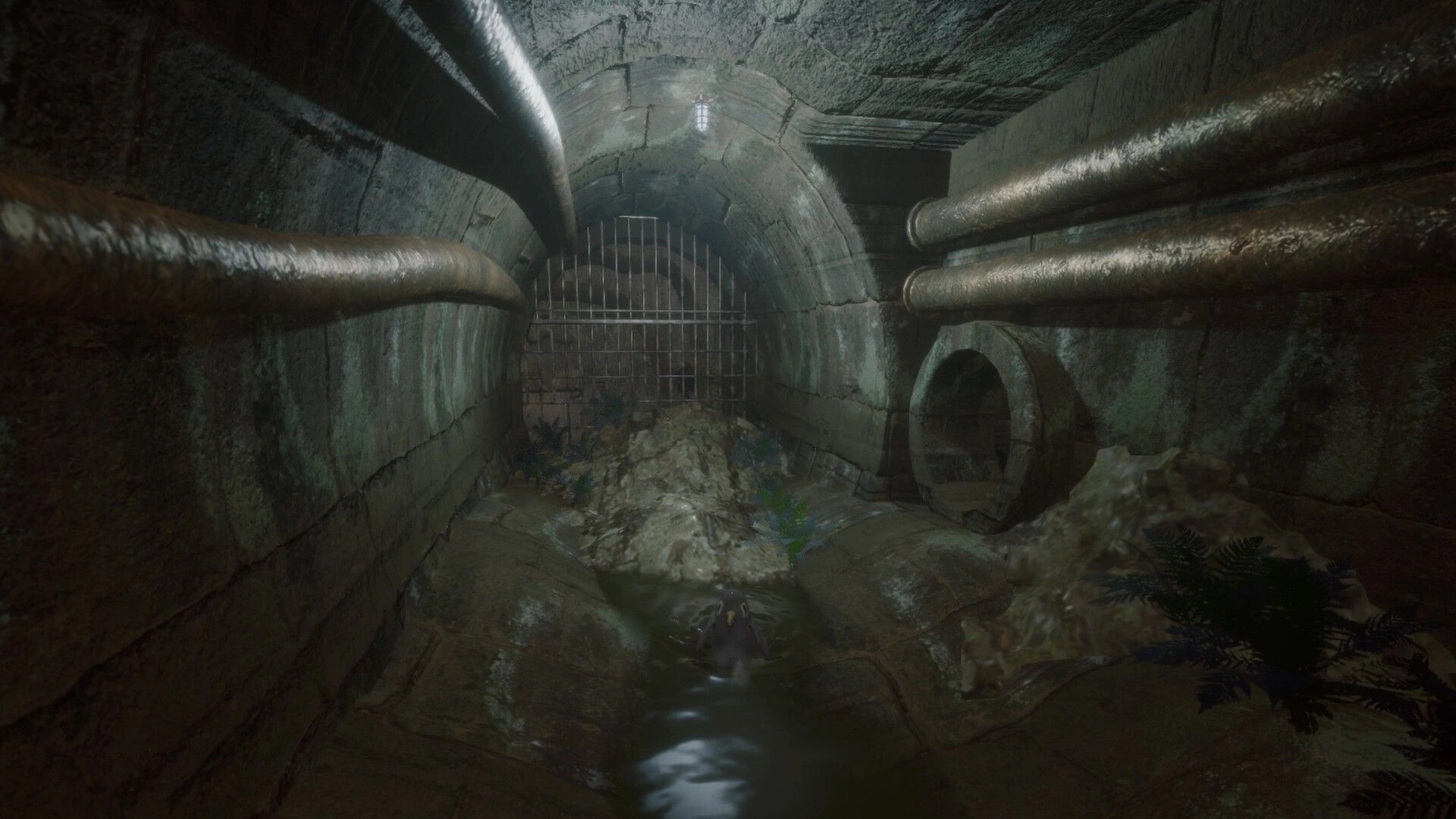 Devora: Bird exploring sewer tunnel surrounded by ferns, searching for food and hidden secrets