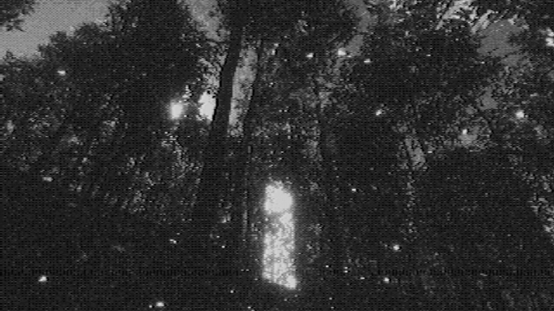 Fallgrade: Grainy first-person view of tall trees and bright glare in a dark forest at night.