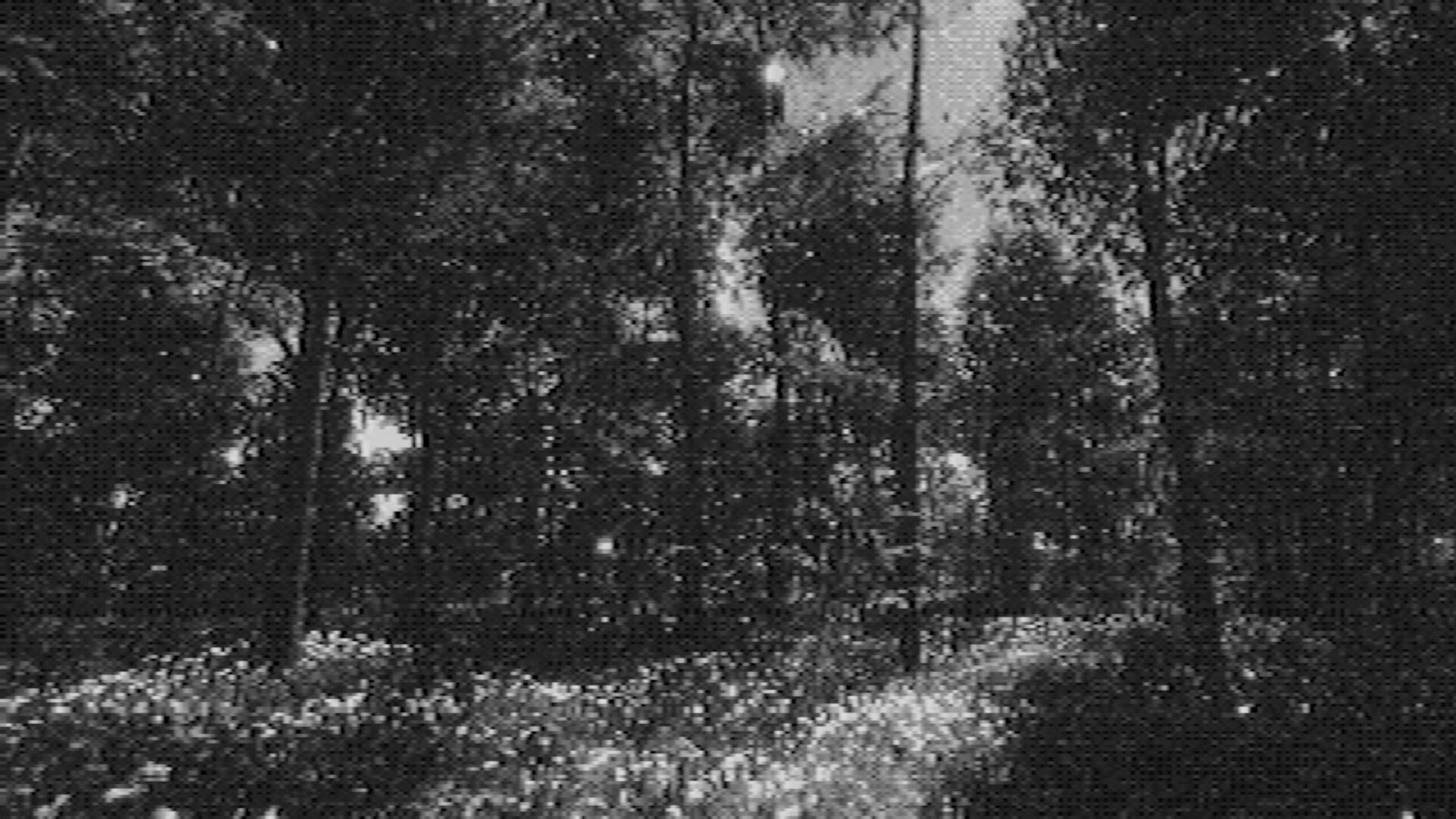 Fallgrade: Grainy first-person view of dense trees and brush in a shadowy forest clearing.