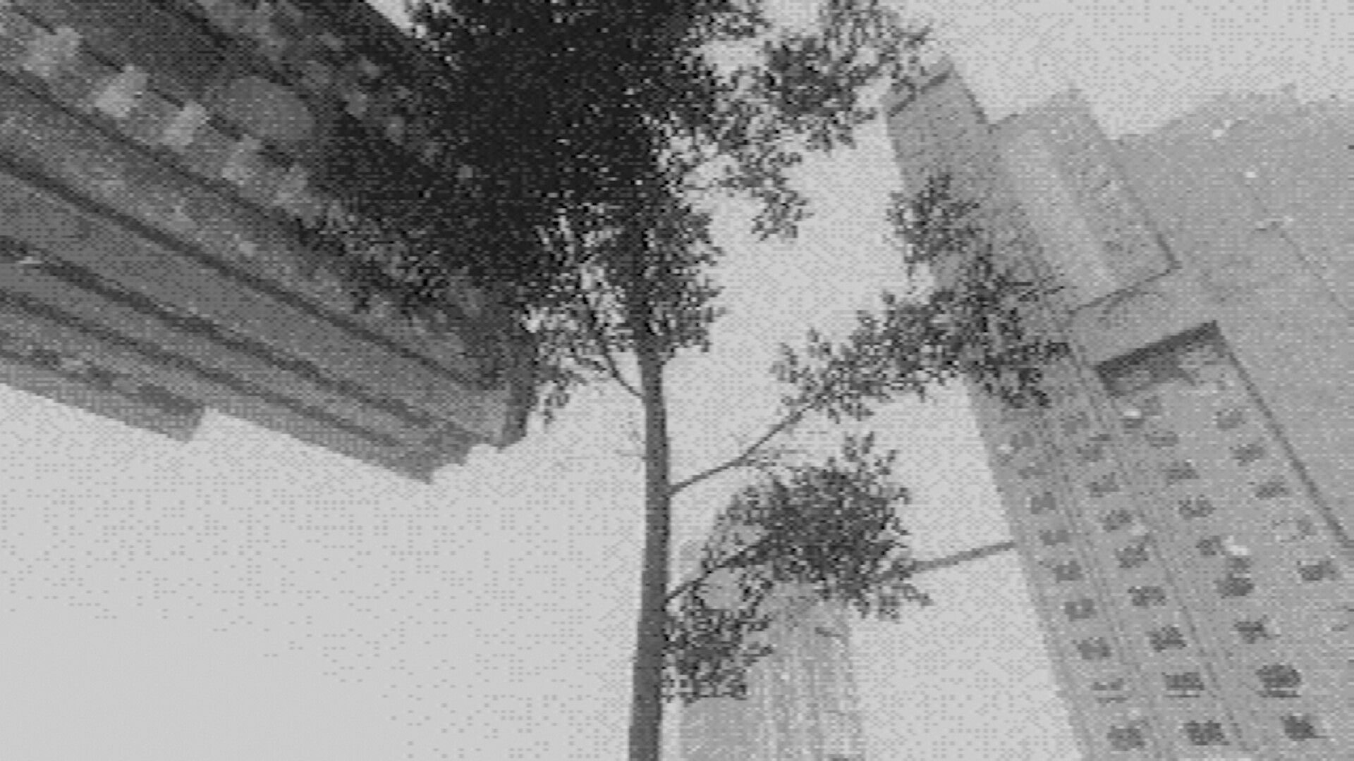 Fallgrade: Looking up at tall trees and looming concrete high-rises in grainy monochrome skyfall haze.