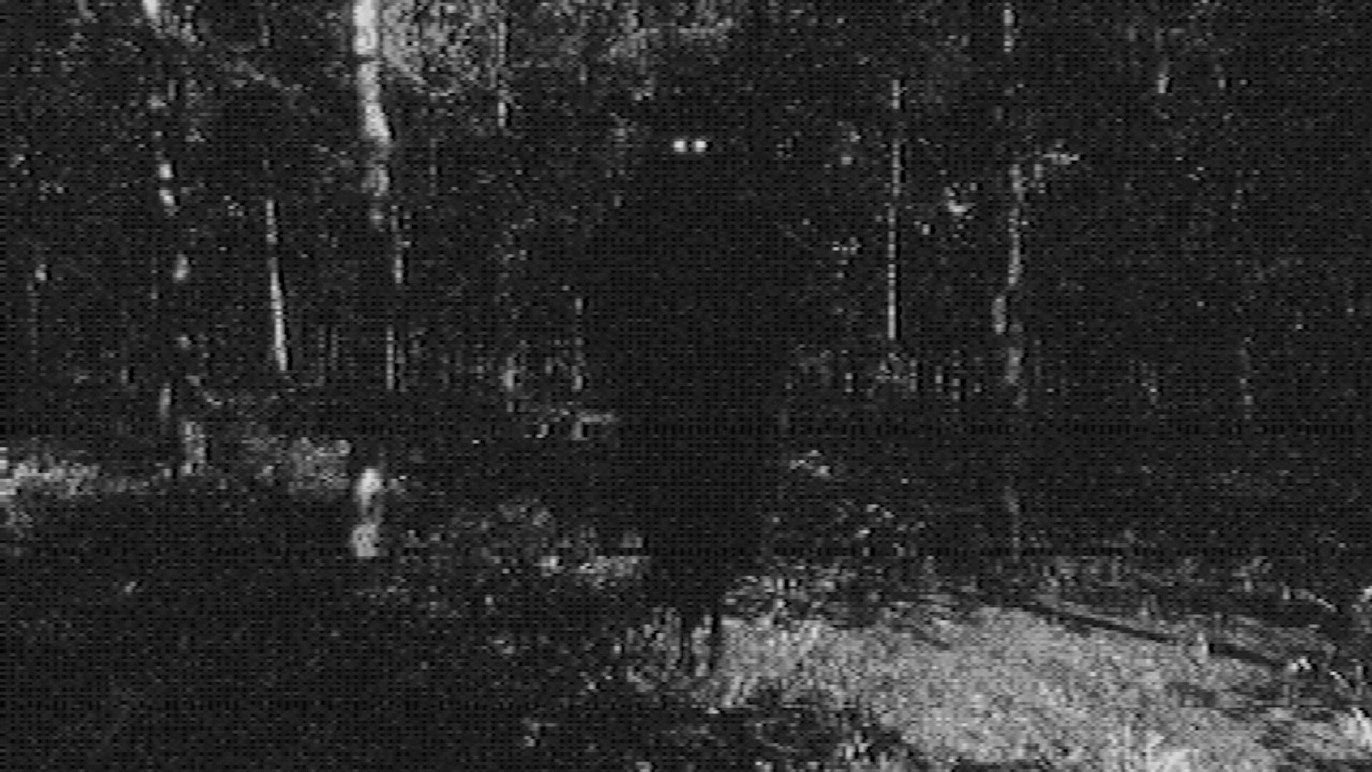 Fallgrade: First-person view facing a shadowy forest of thin trees in grainy black-and-white noise.