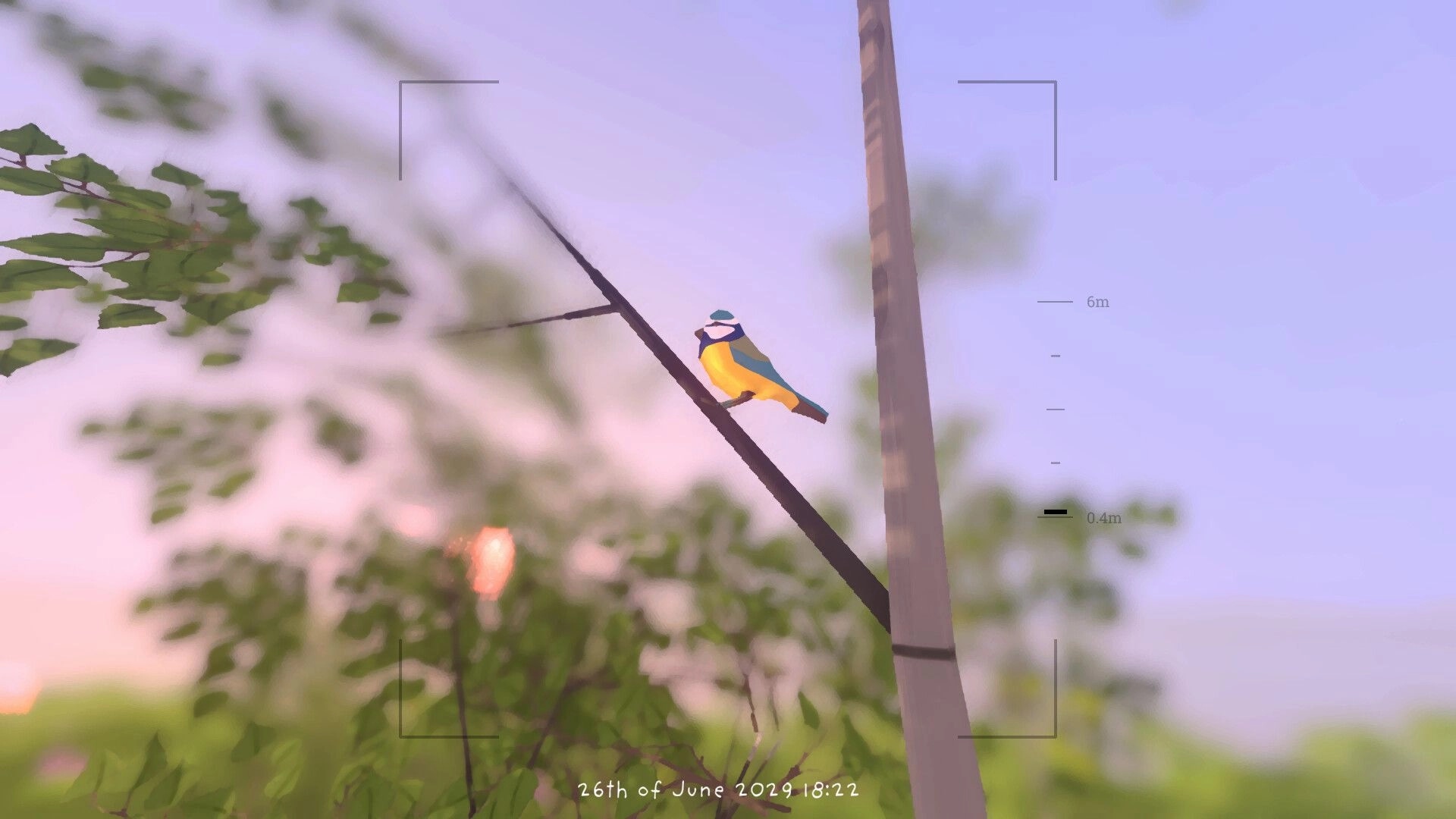 Grow Wild: Camera view focusing on a blue-and-yellow bird perched on a branch at sunset sky.