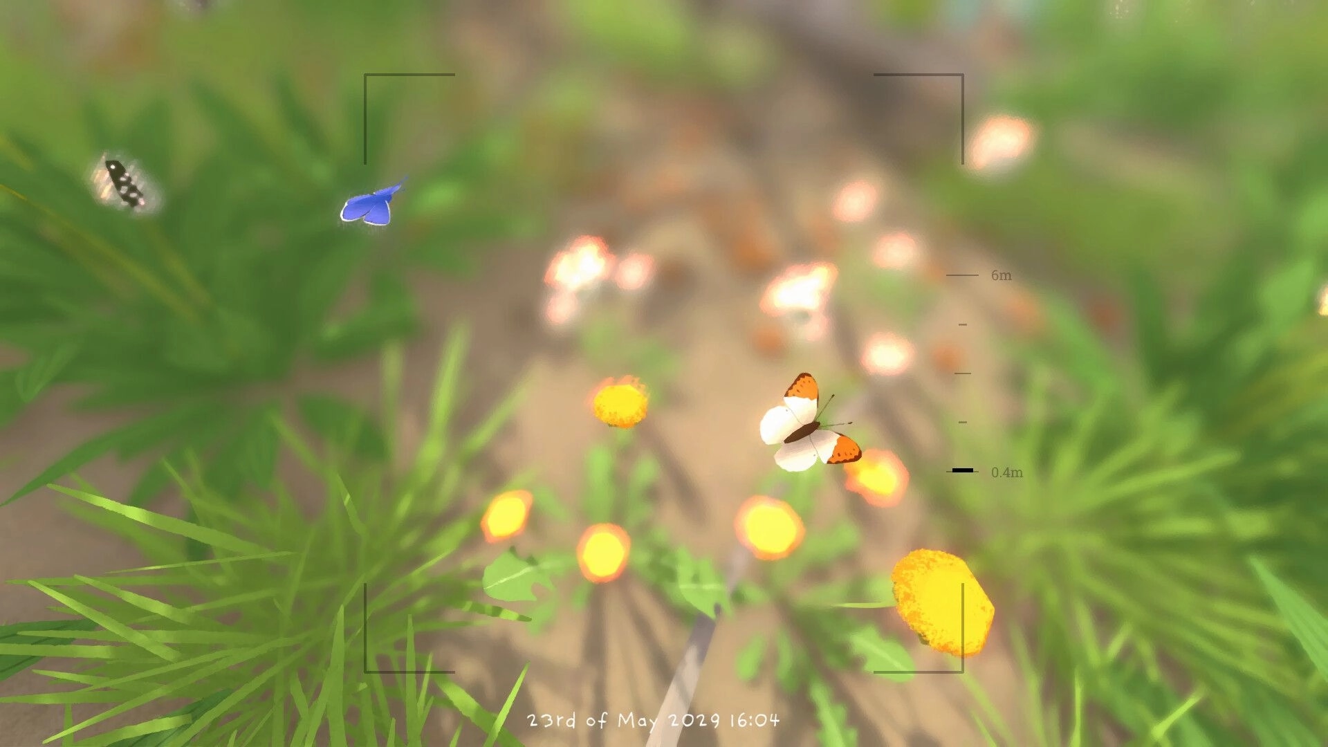 Grow Wild: Camera view tracking butterflies over wildflowers and grass, with distance scale UI overlay.