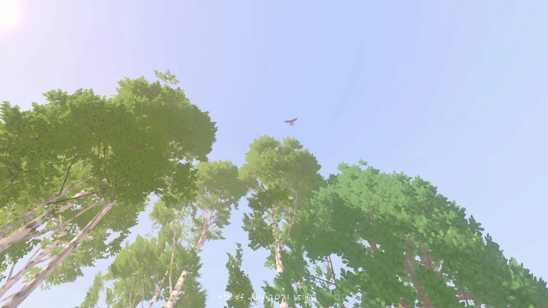 Grow Wild: Looking up at tall leafy treetops with a bird gliding overhead in a bright blue sky.