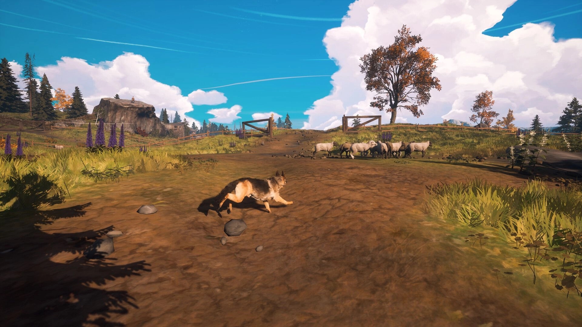 Hubert: Shepherd dog herding sheep on a dirt path in a sunny, open field with scattered trees