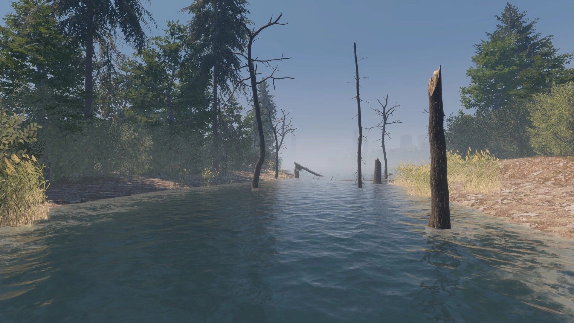 MLF: View across calm lake water with dead tree stumps and forested shoreline in light fog.