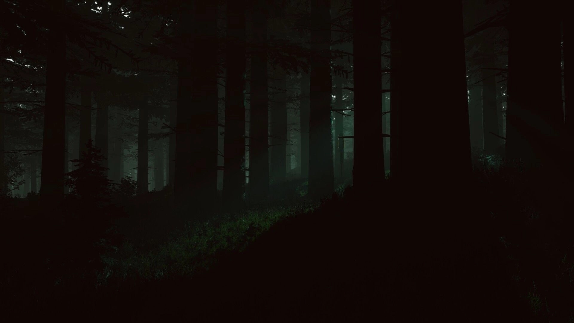 Mycelium: Dark, misty forest setting with tall trees and dim light filtering through dense foliage.
