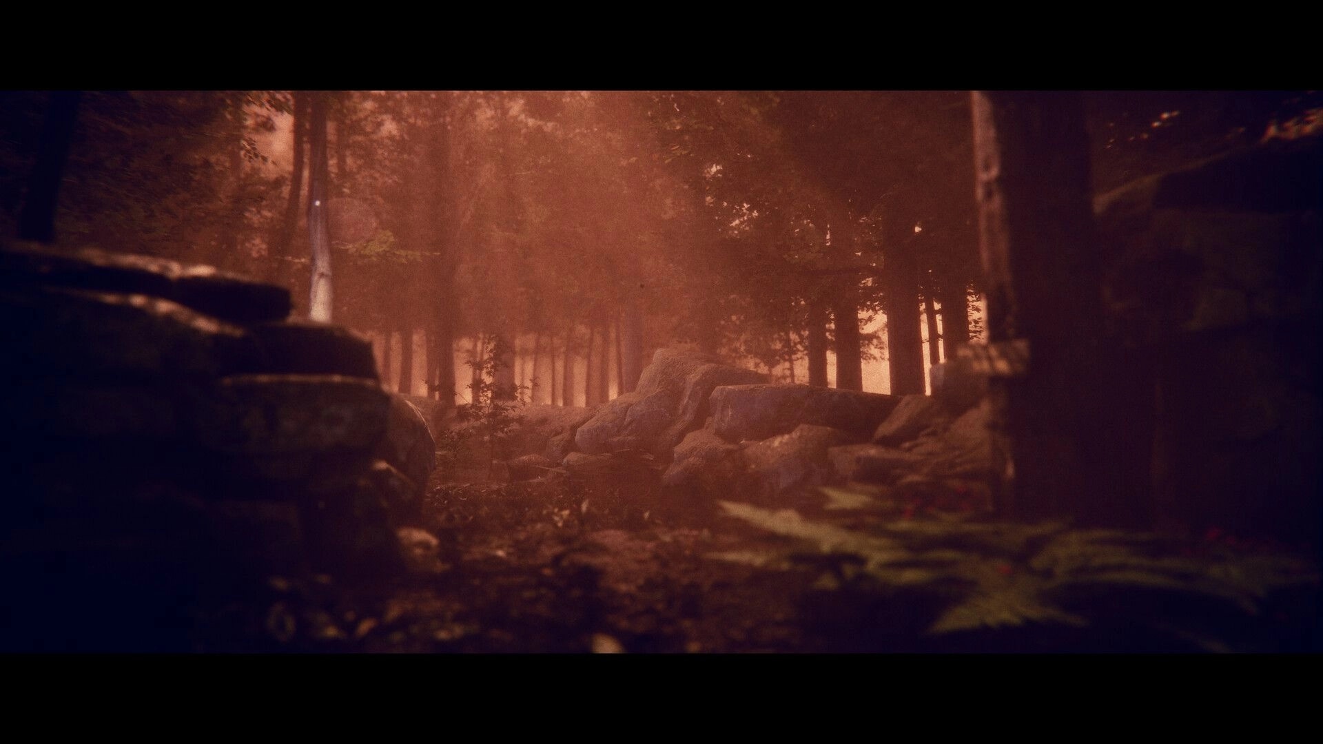 Project Songbird: Dense Appalachian forest at sunset, with rocks and trees creating a mysterious atmosphere.