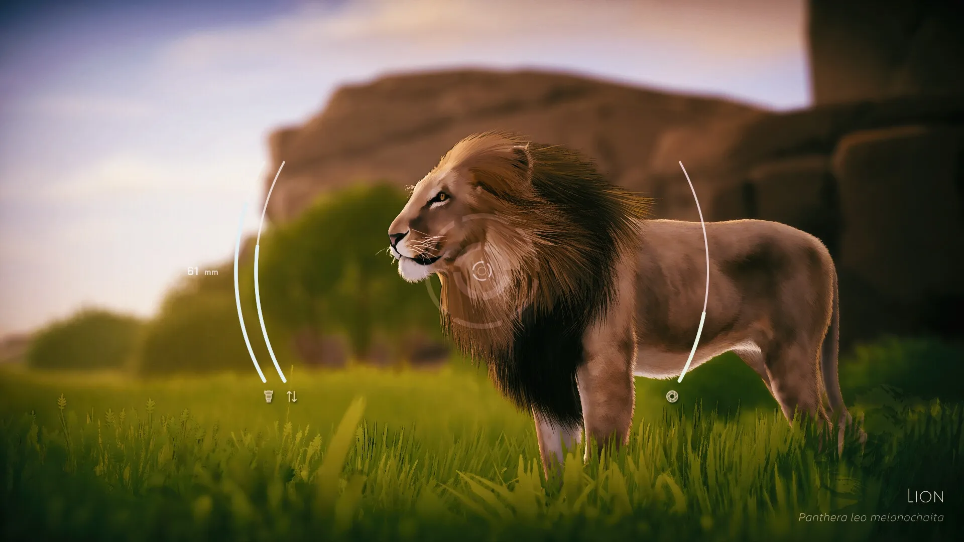 Seclusa: Photographing a lion with camera interface in a lush East African grassland setting.