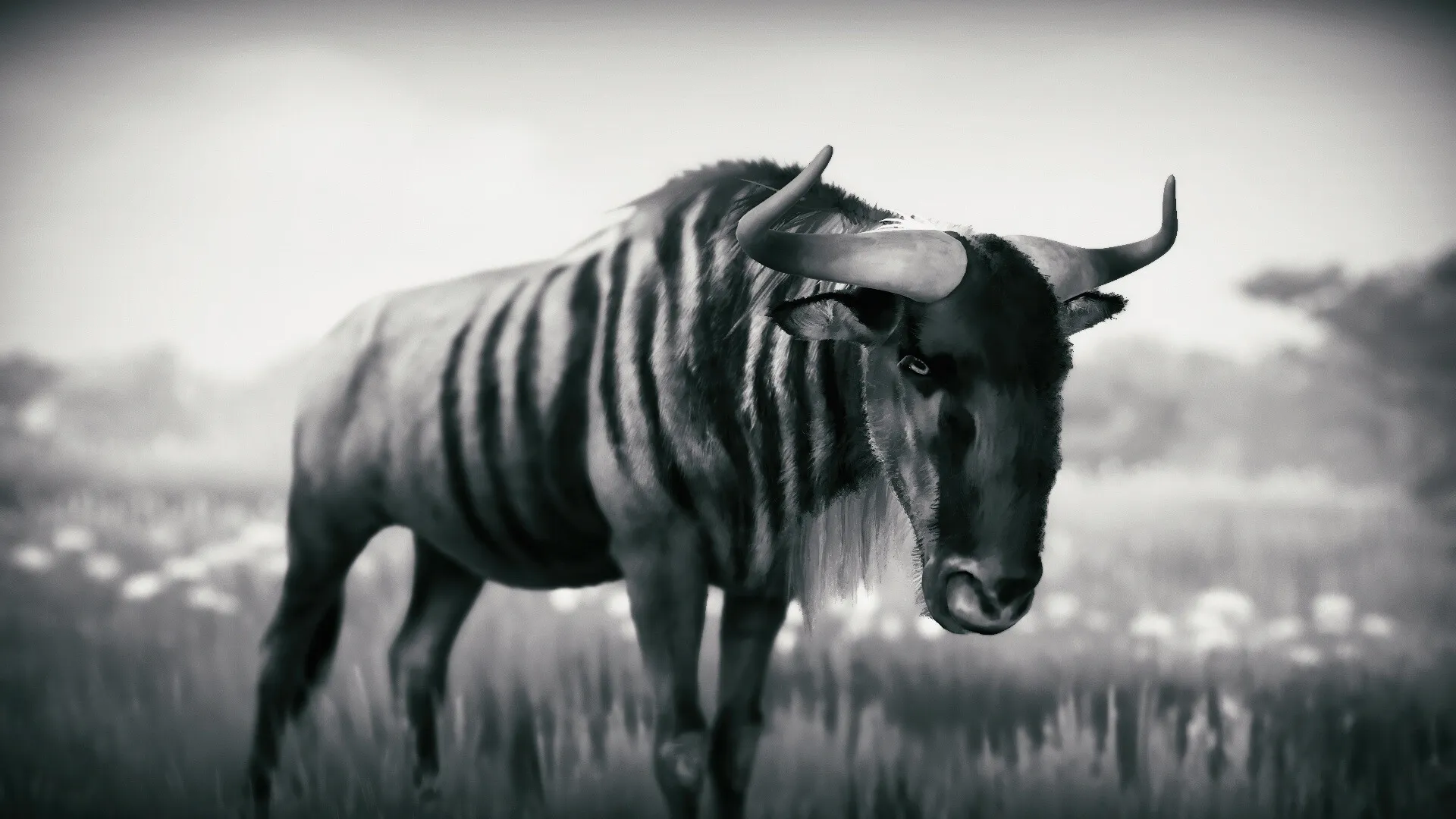 Seclusa: Close-up of a wildebeest standing in a grassy field, captured in monochrome style.