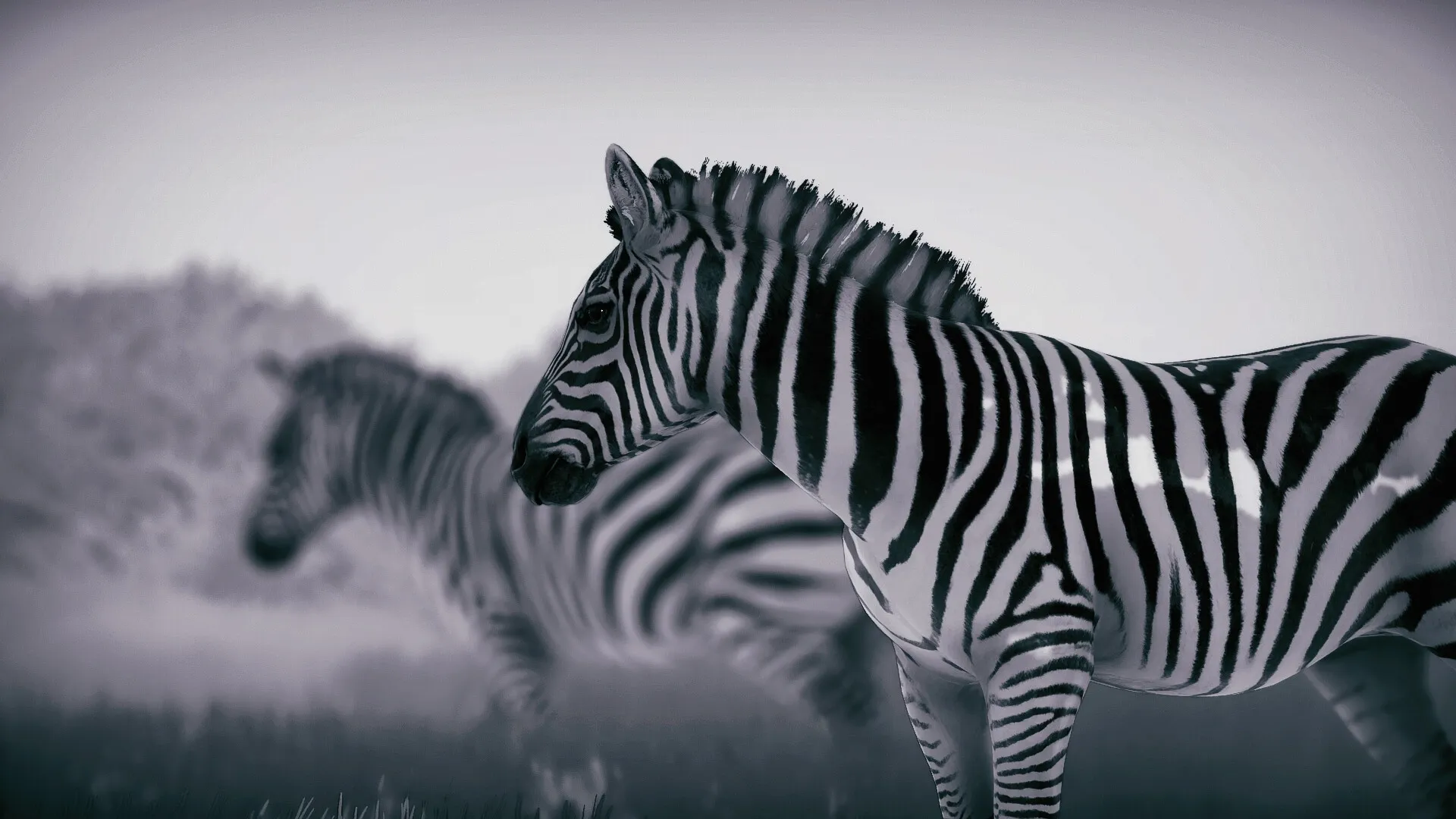 Seclusa: Zebras in monochrome captured in a serene savanna setting during a photography session