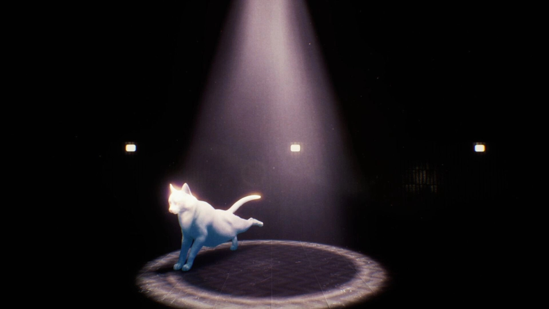 Transit: White cat stands in a bright spotlight on a dark train platform with distant lights.